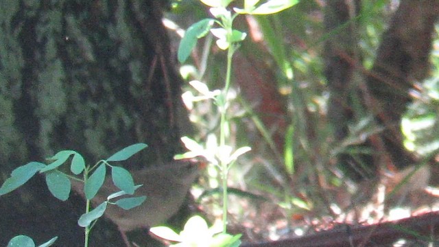 Обыкновенный сверчок - ML647411580