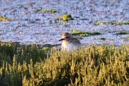 Little Stint - ML647411590