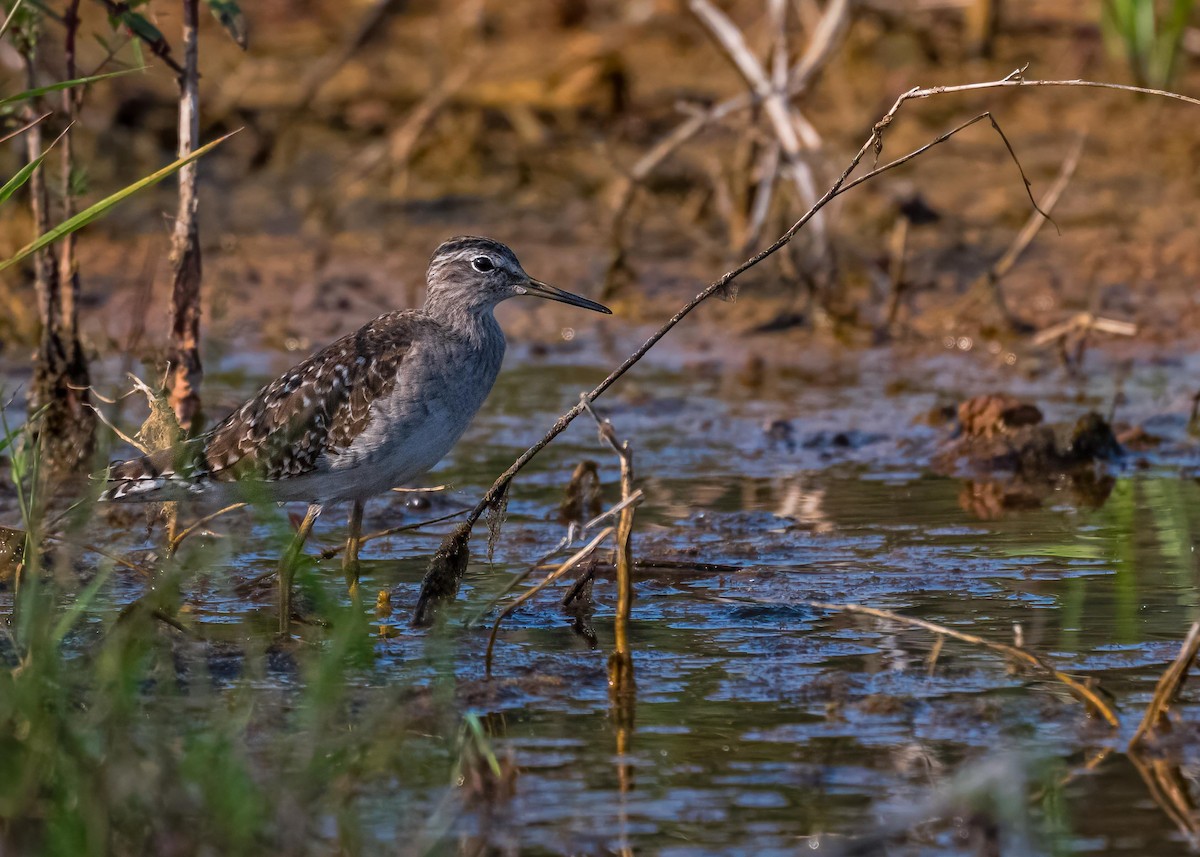 vodouš bahenní - ML647411592
