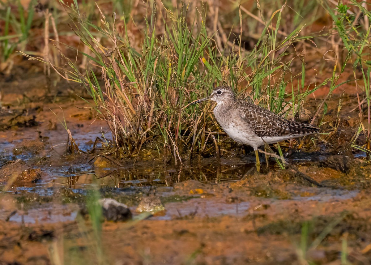 vodouš bahenní - ML647411593