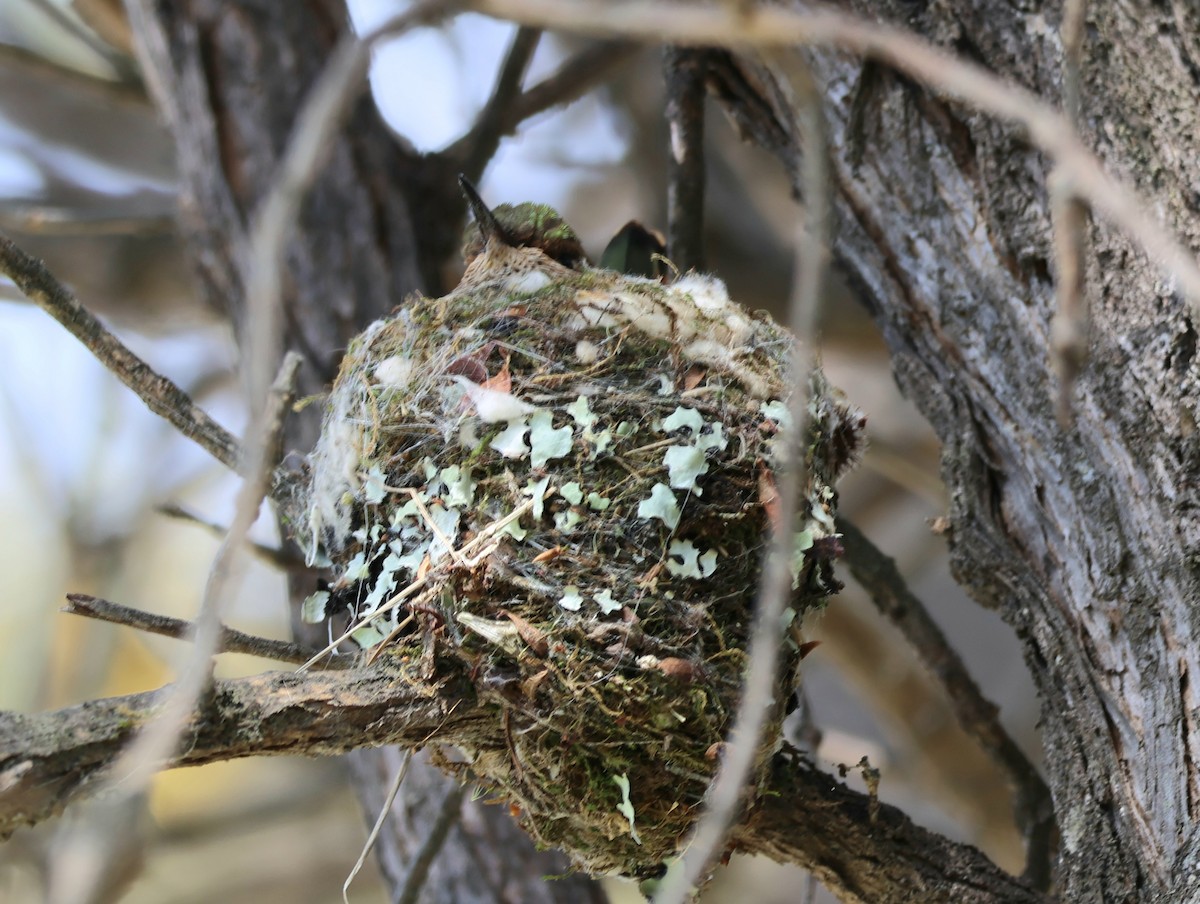 Вулкановый колибри - ML647411598