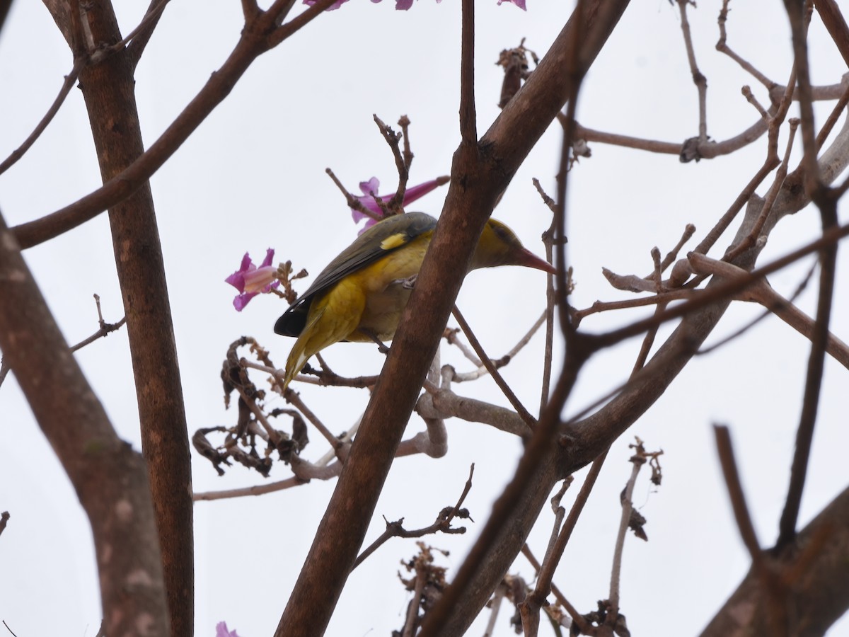 Indian Golden Oriole - ML647411600