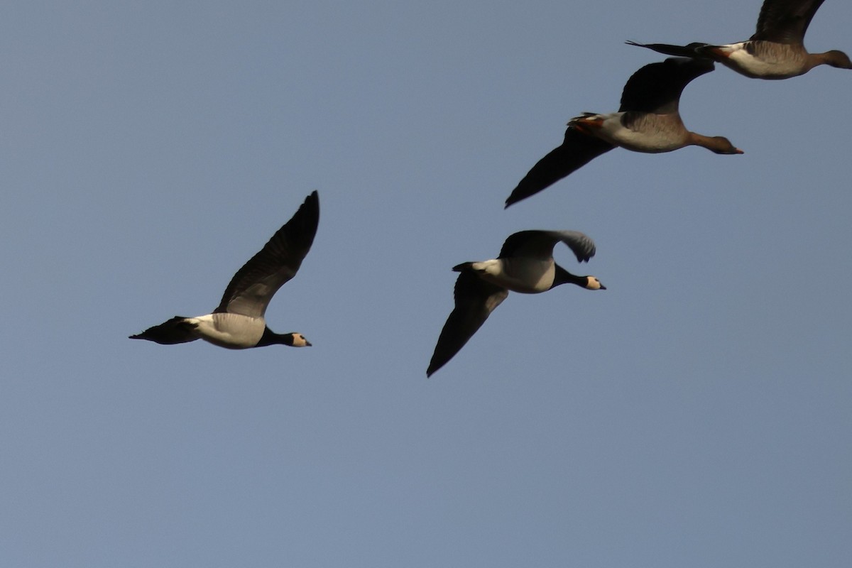 Weißwangengans - ML647411606