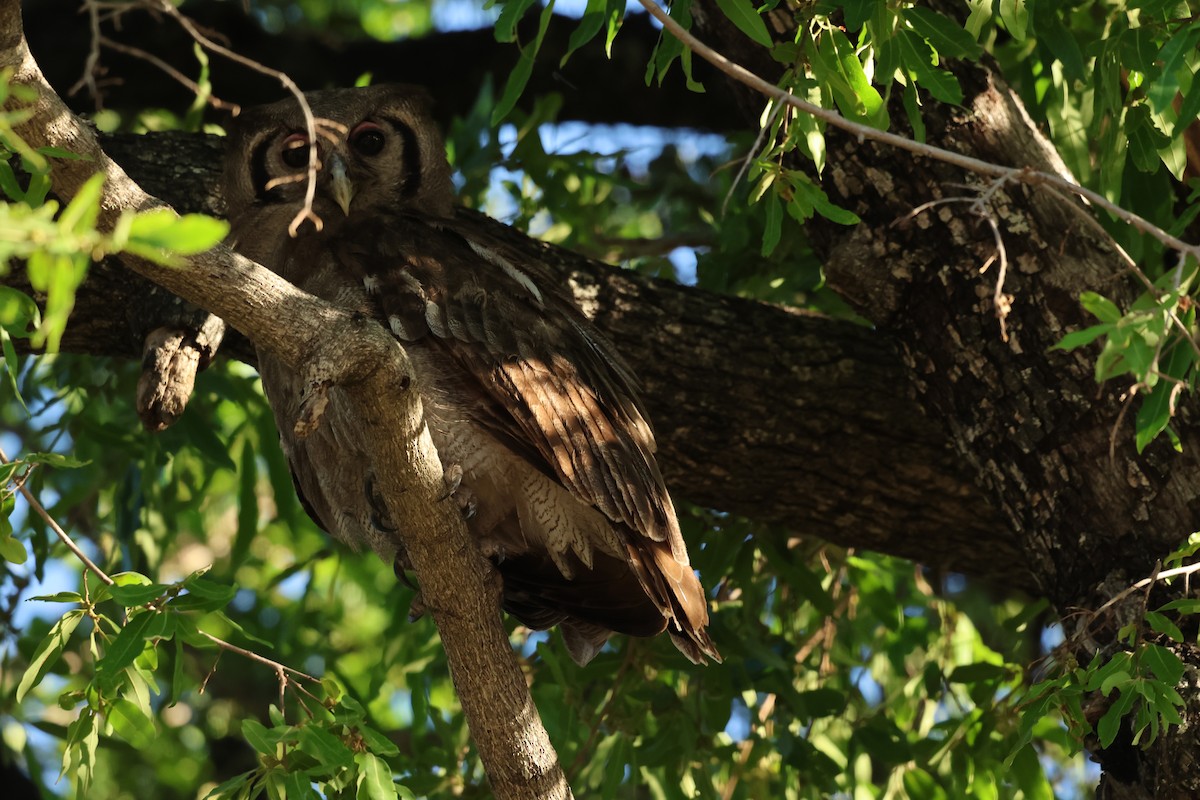 Verreaux's Eagle-Owl - ML647411616