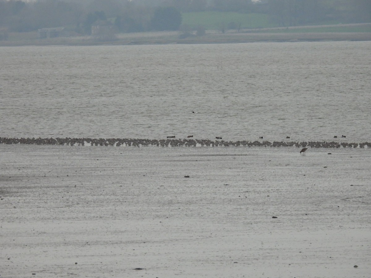 Bécasseau maubèche - ML647411622