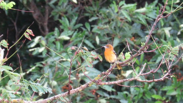 Балтиморский трупиал - ML647411633