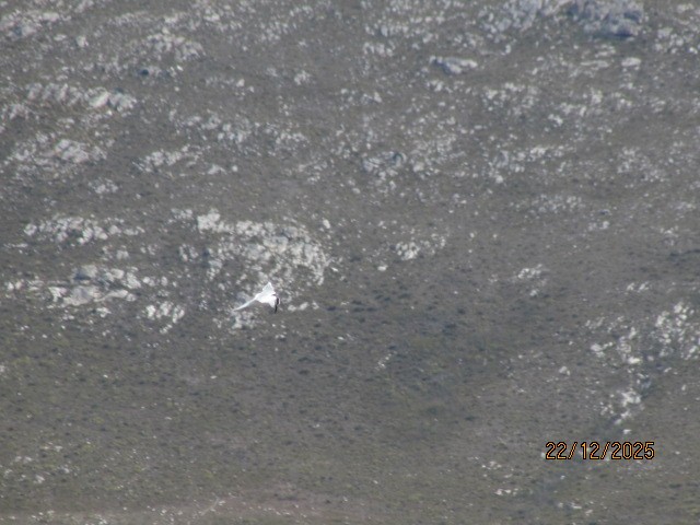 Gull-billed Tern - ML647411667