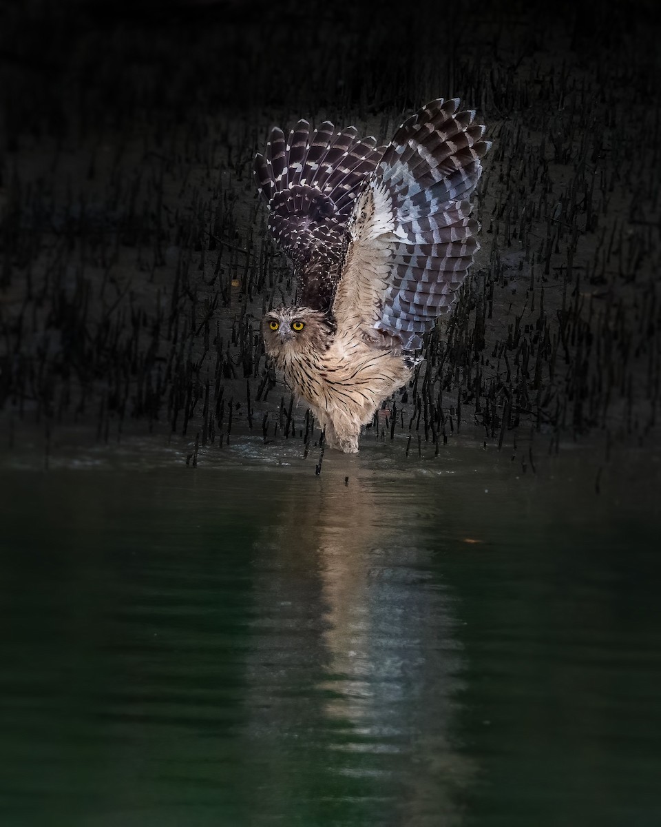 Hontz arrantzale txikia - ML647411675