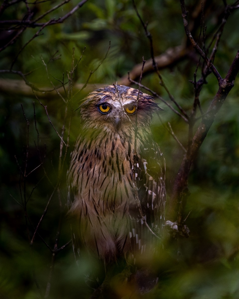 Hontz arrantzale txikia - ML647411677