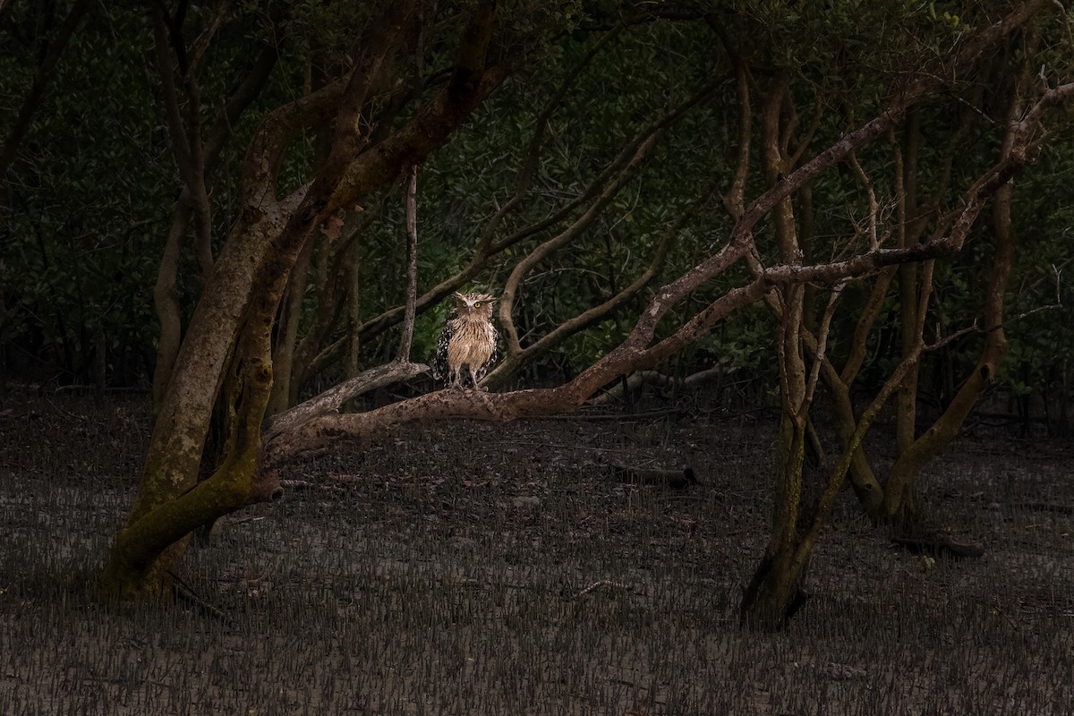 Hontz arrantzale txikia - ML647411678