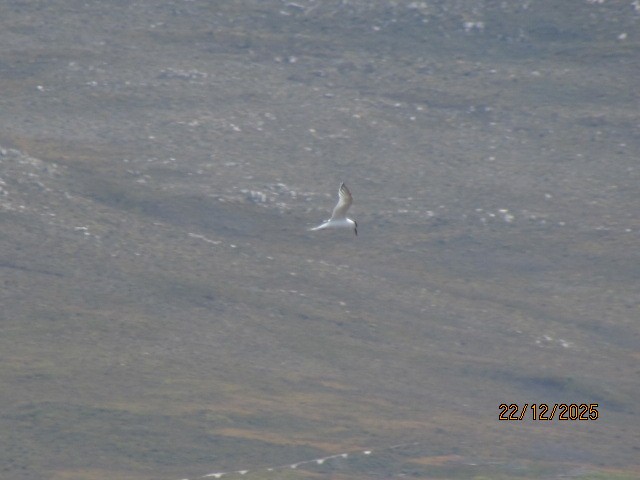 Gull-billed Tern - ML647411681