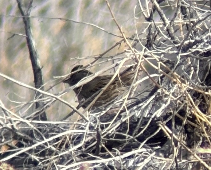 Lincoln's Sparrow - ML647411690