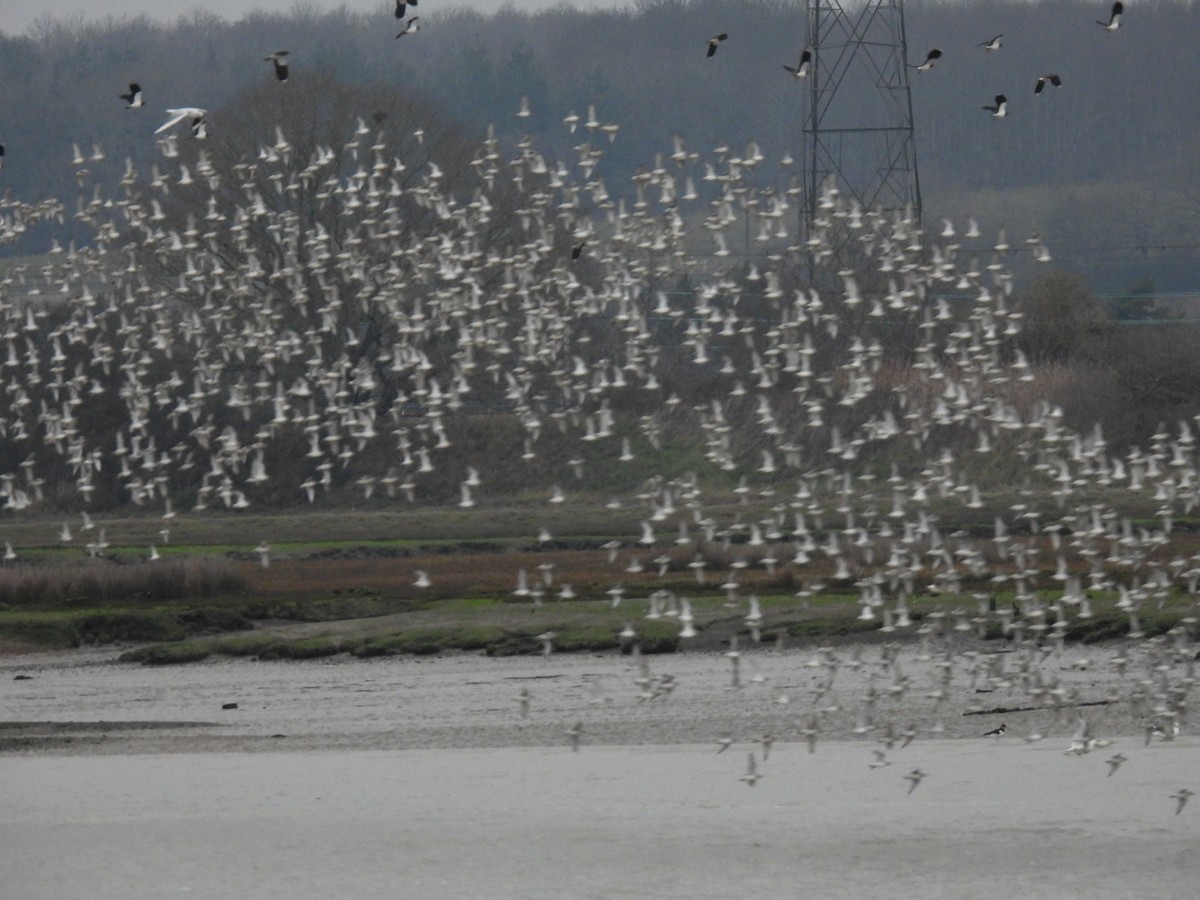 Bécasseau maubèche - ML647411695