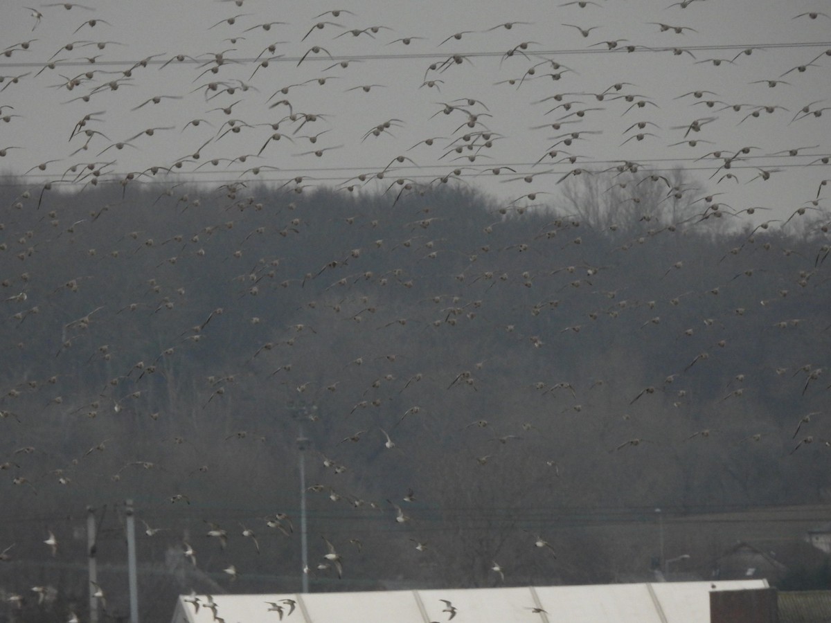 Bécasseau maubèche - ML647411696