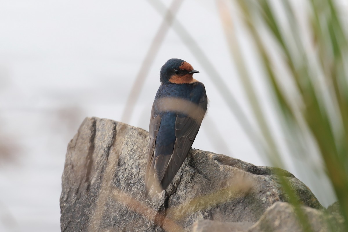 Welcome Swallow - ML647411708