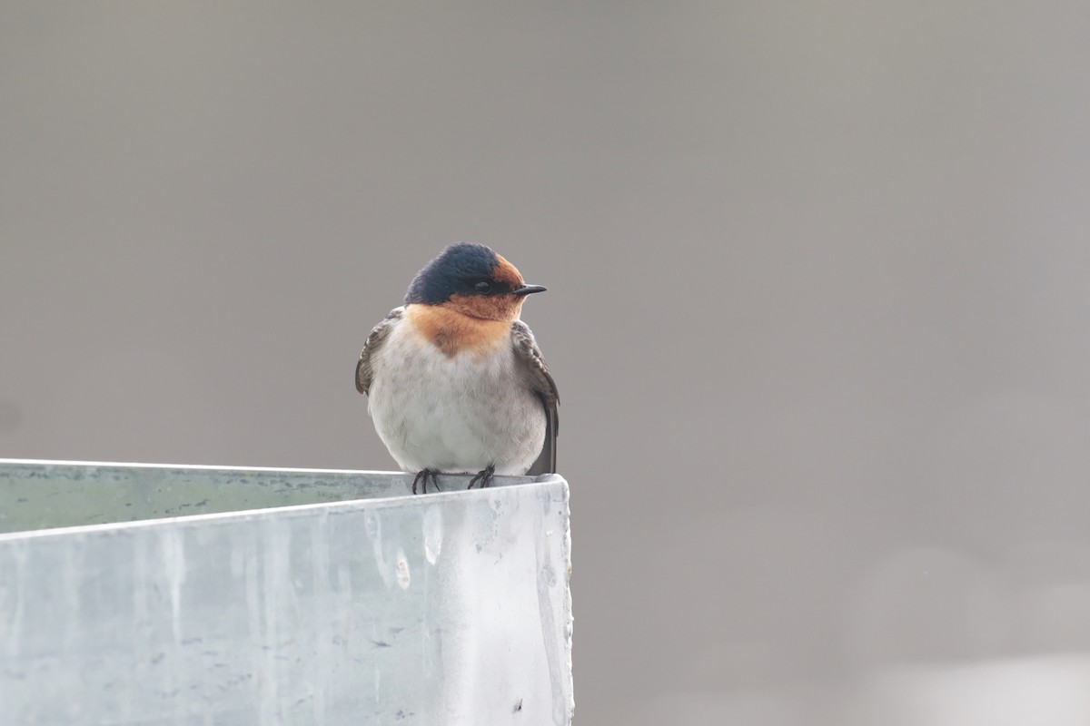 Welcome Swallow - ML647411709