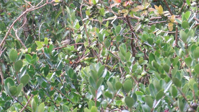 Ruby-crowned Kinglet - ML647411713