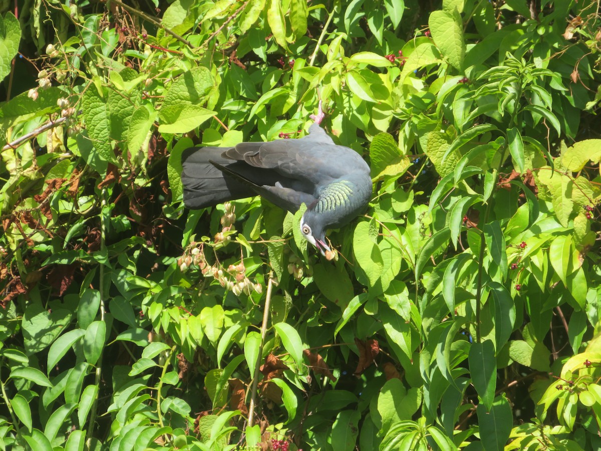 Ak Tepeli Güvercin - ML647411715