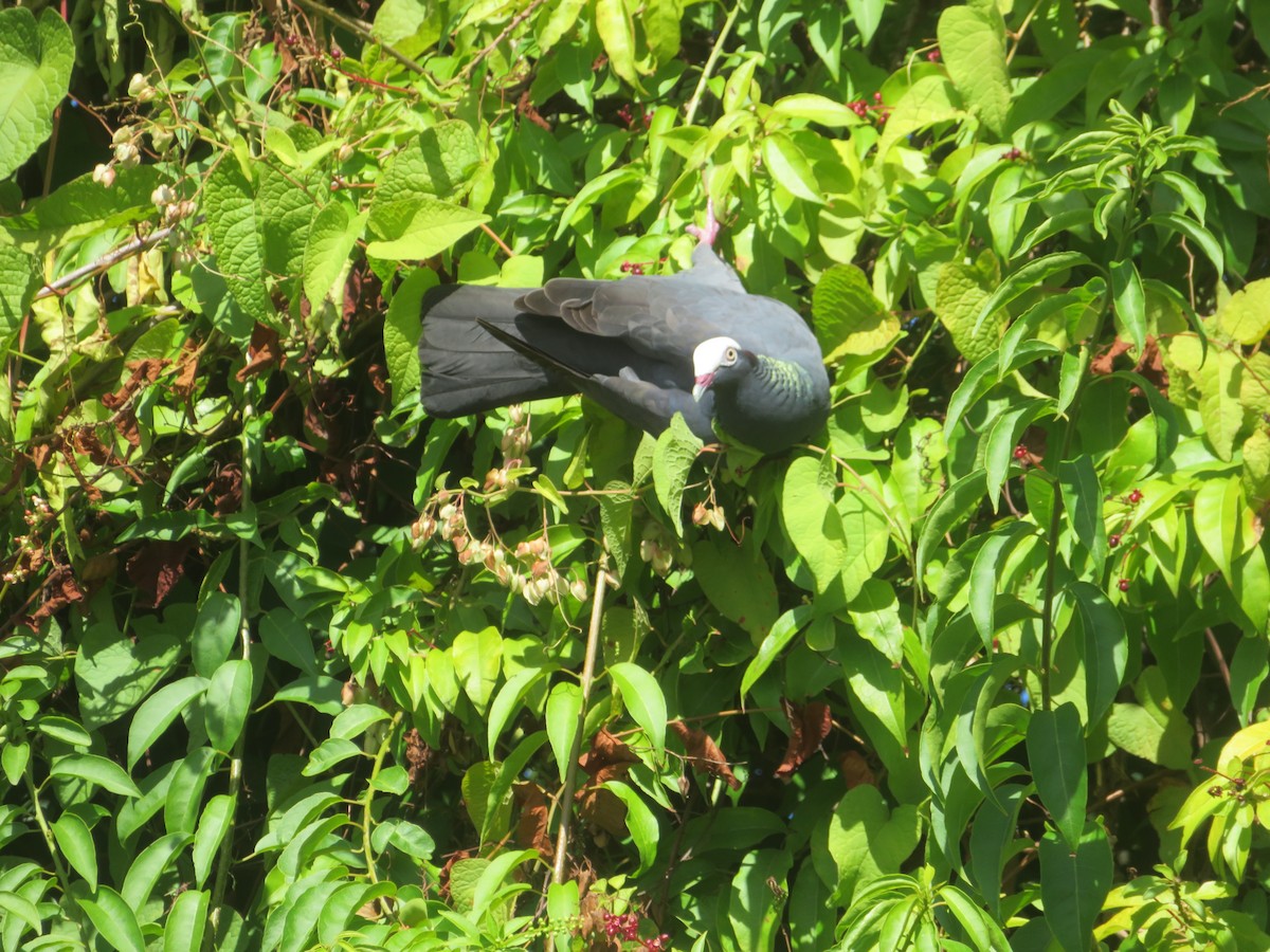 Ak Tepeli Güvercin - ML647411716