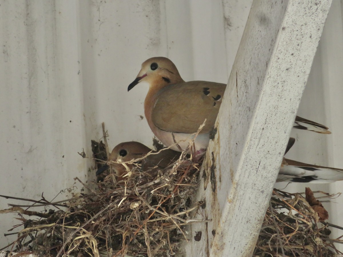 Zenaida Kumrusu - ML647411724