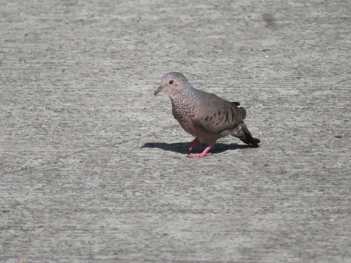 Serçe Kumrusu - ML647411743