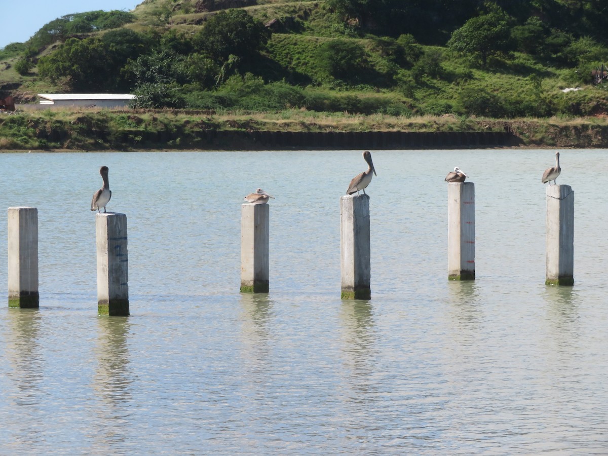 Kahverengi Pelikan - ML647411750