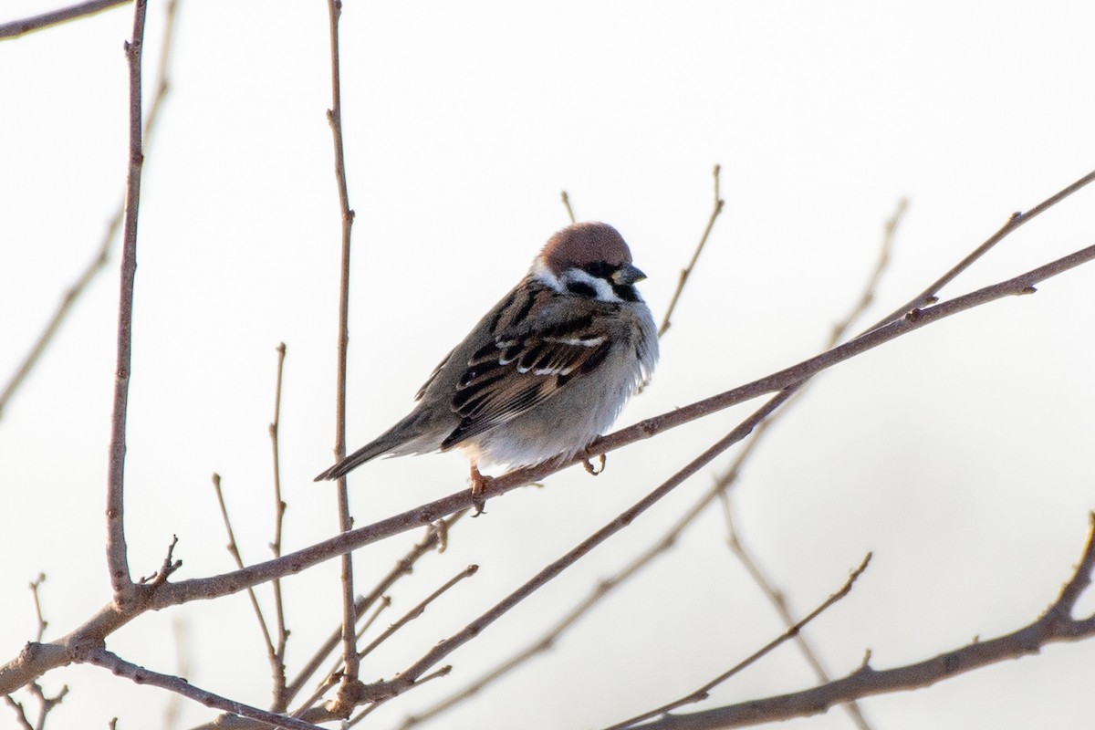 Gorrión Molinero - ML647411762