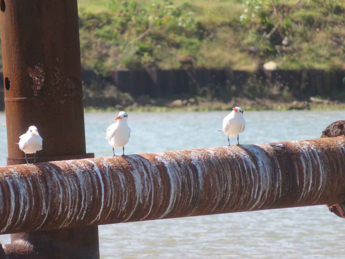 Kral Sumru - ML647411763