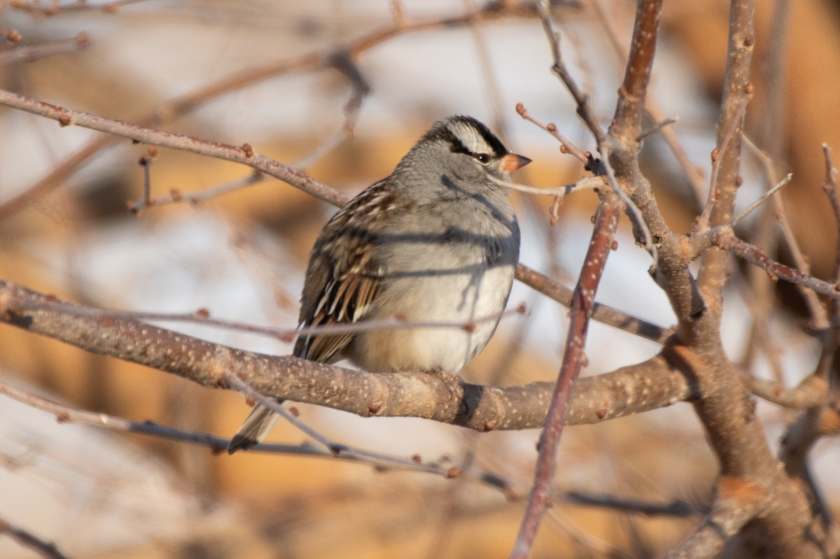White-crowned Sparrow - ML647411766
