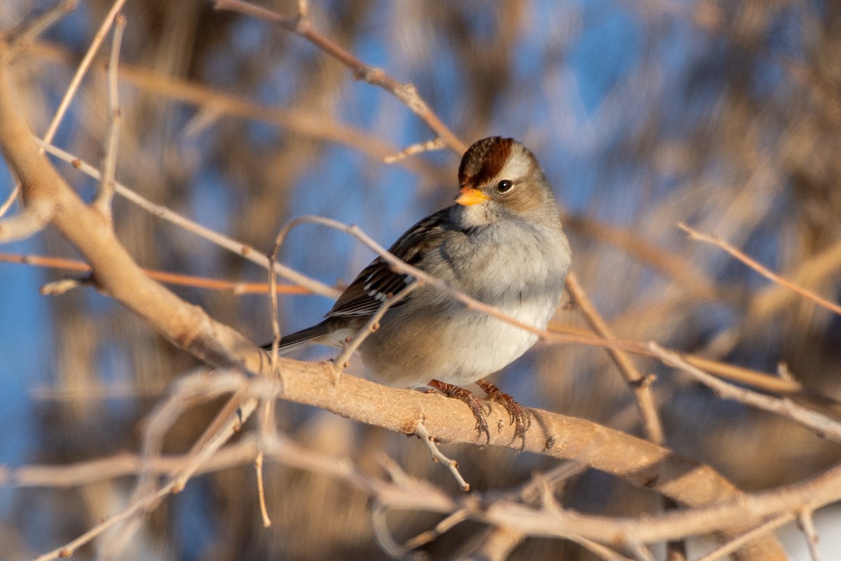 White-crowned Sparrow - ML647411767
