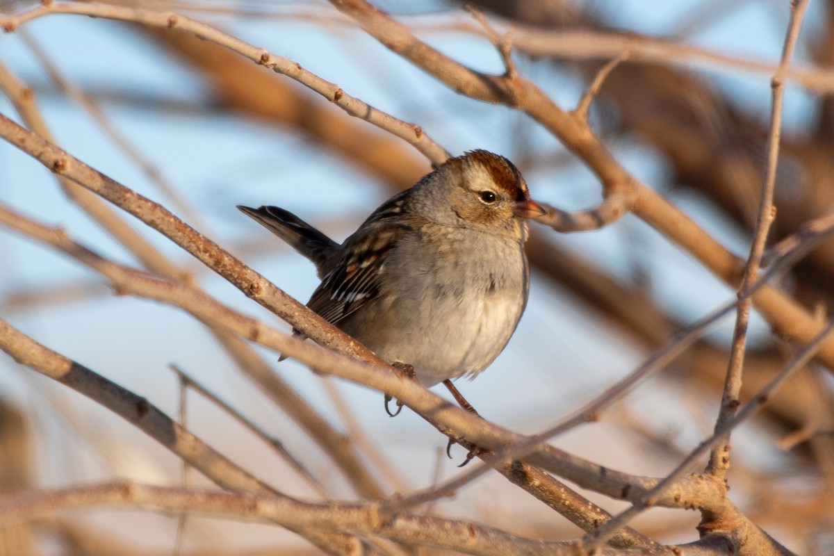 White-crowned Sparrow - ML647411768