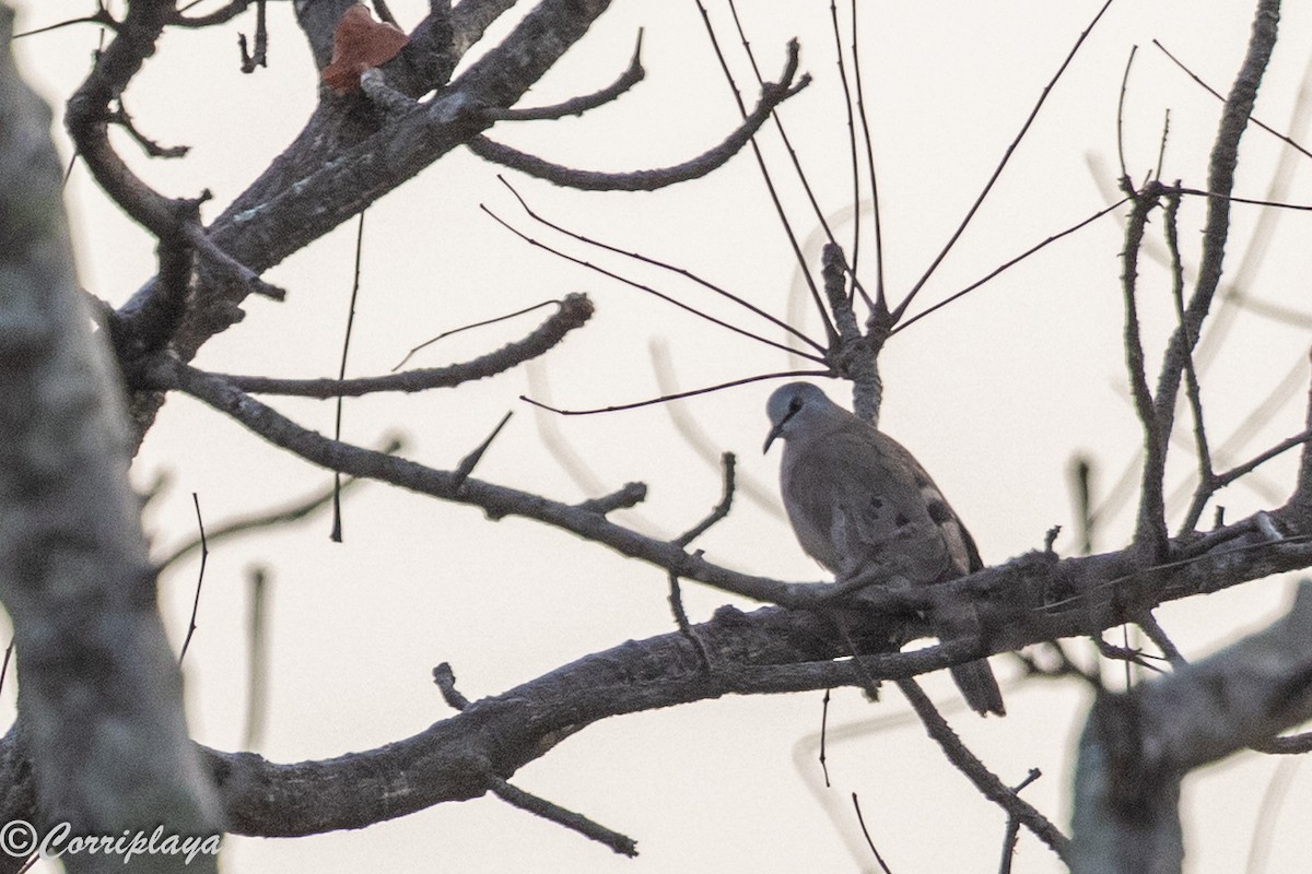 Black-billed Wood-Dove - ML647411769