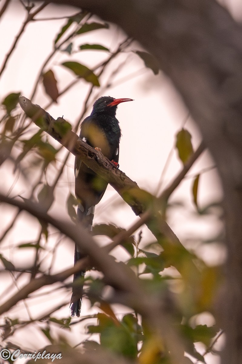 Green Woodhoopoe - ML647411783