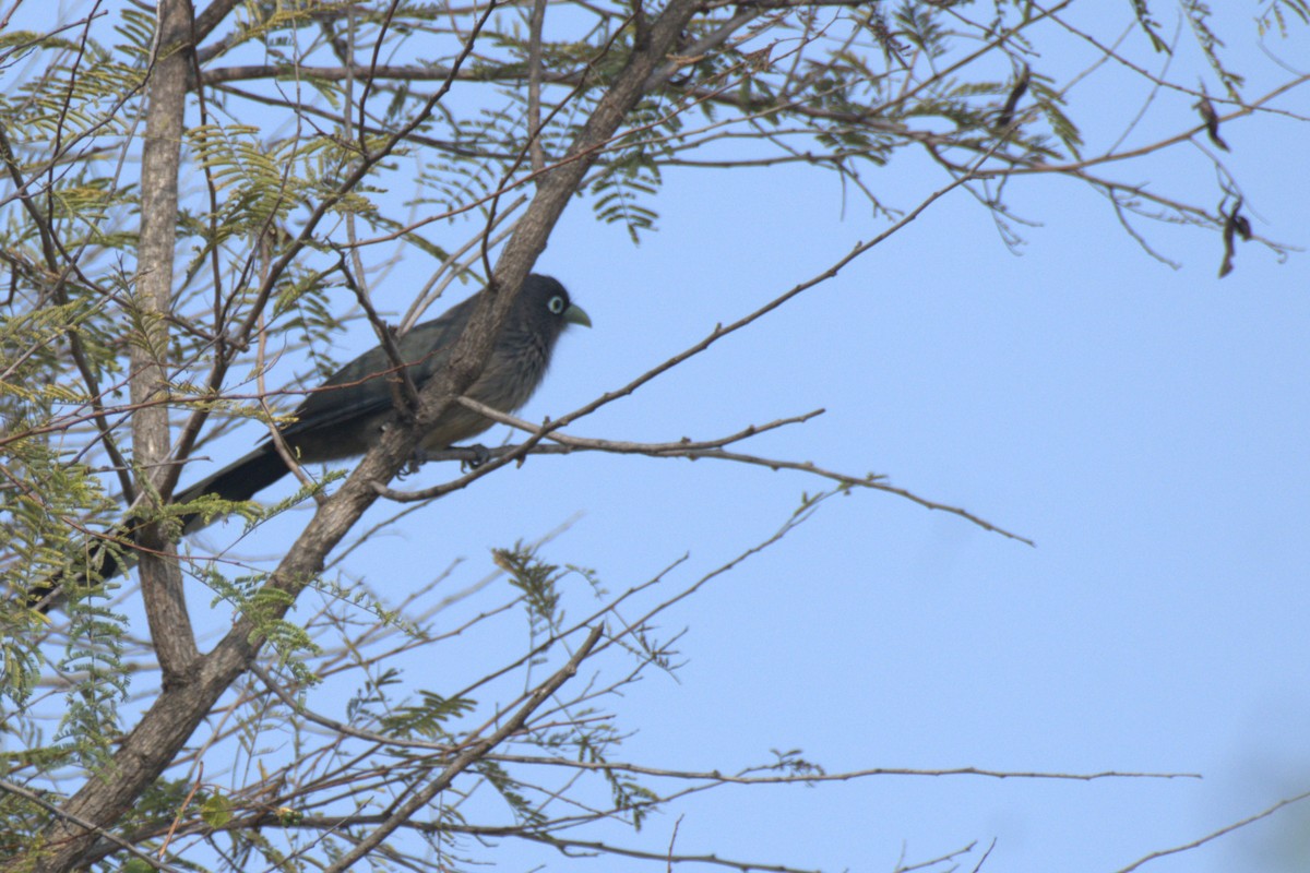 Синеглазая малкоа - ML647411807