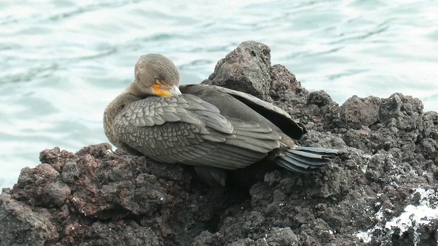 Double-crested Cormorant - ML647411808