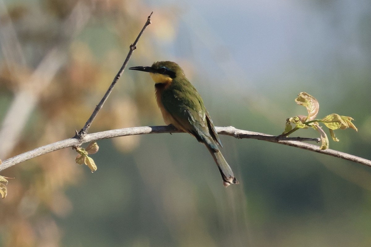 Little Bee-eater - ML647411811