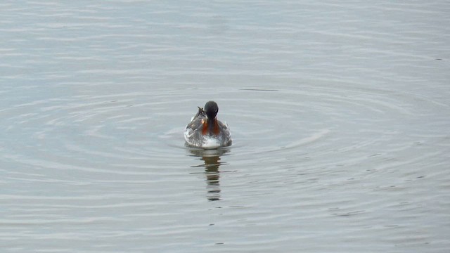 Phalarope à bec étroit - ML647411819