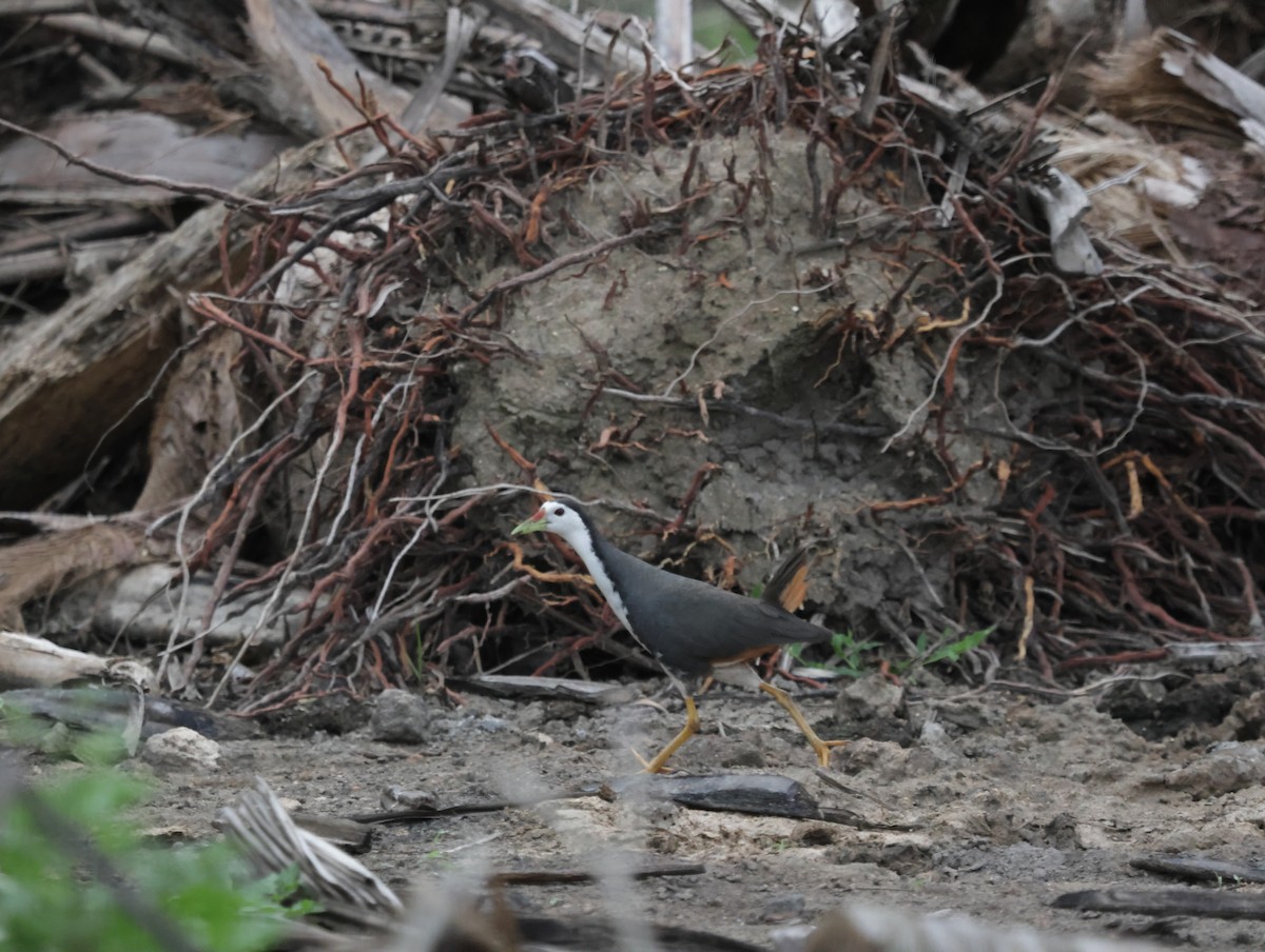 白腹秧雞 - ML647411826