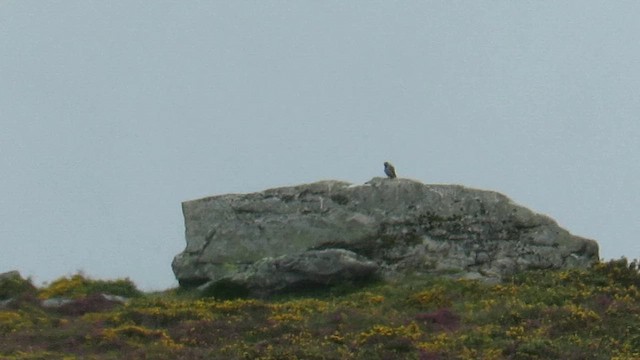 Red-footed Falcon - ML647411844