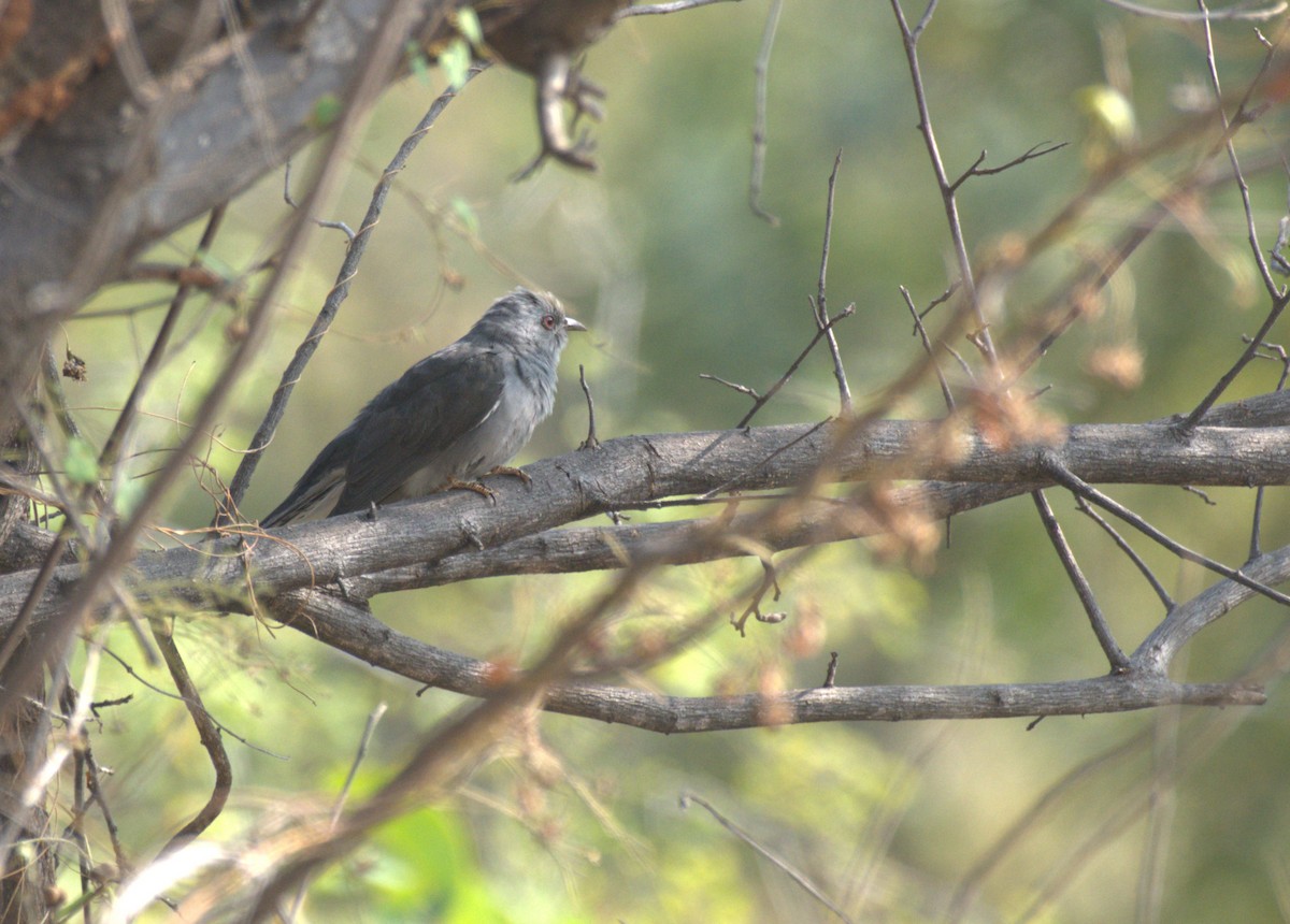 Gray-bellied Cuckoo - ML647411868