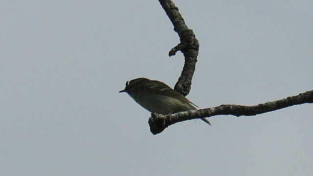 Hume's Warbler - ML647411893