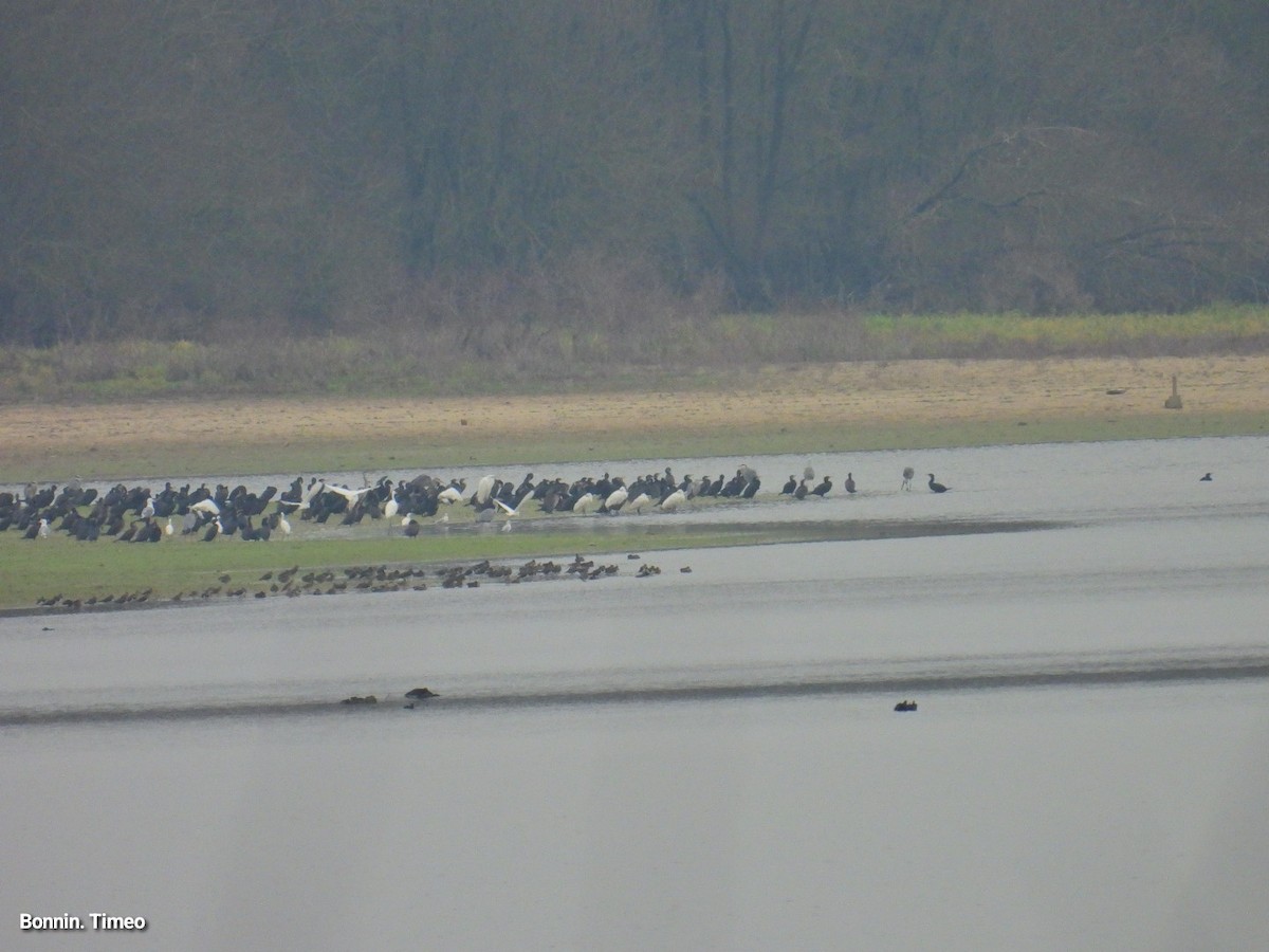 European Golden-Plover - ML647411901