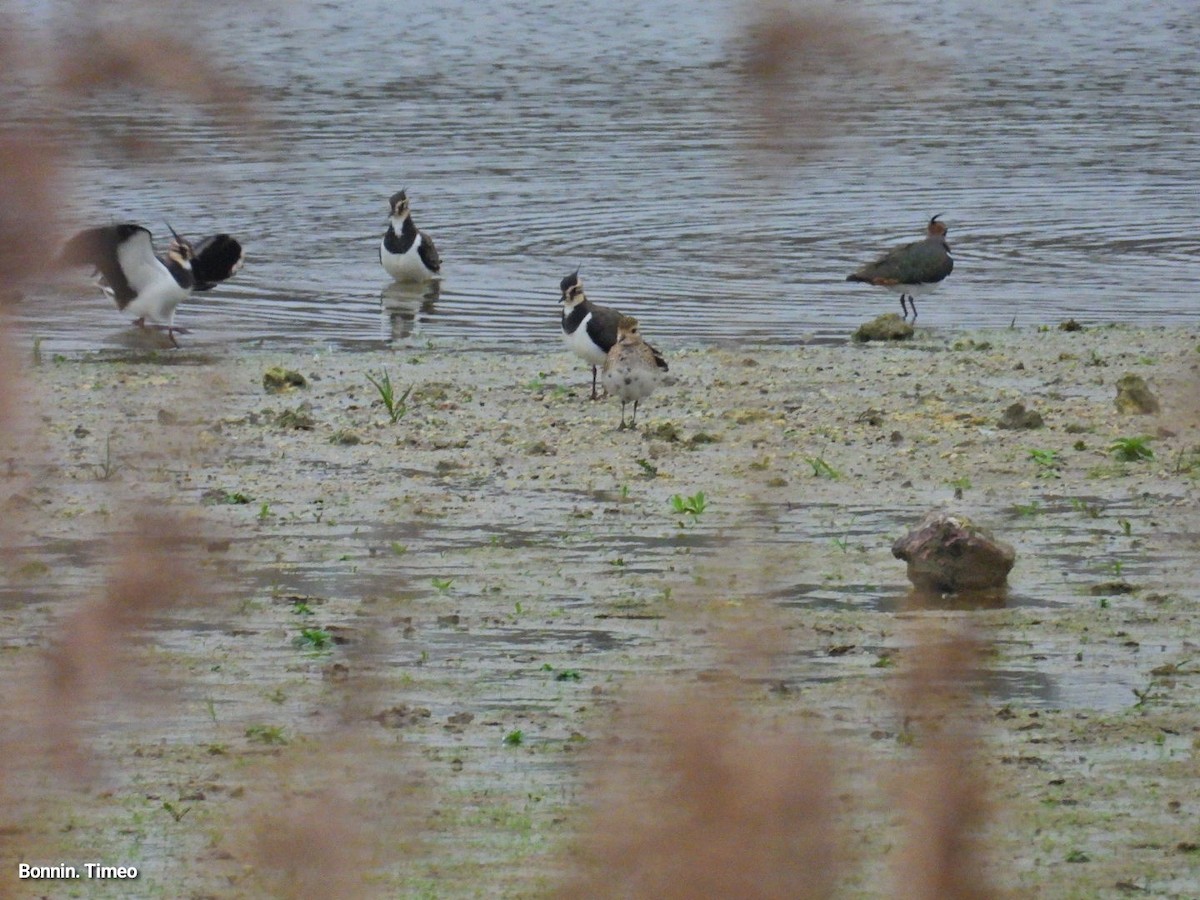 European Golden-Plover - ML647411902