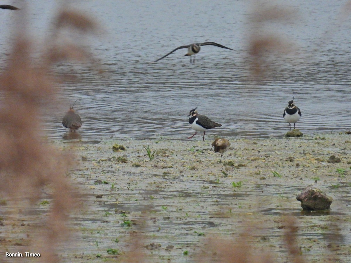 European Golden-Plover - ML647411903