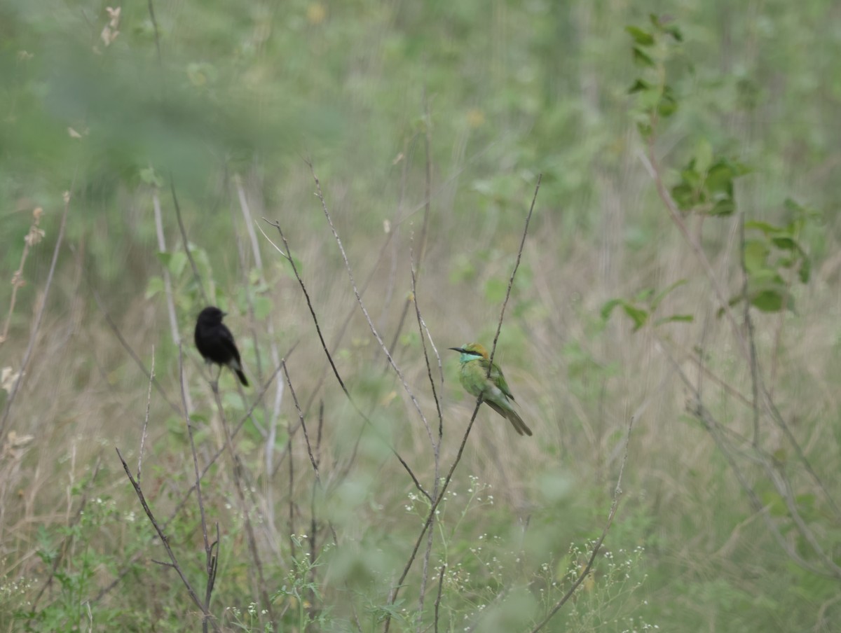 Asian Green Bee-eater - ML647411905