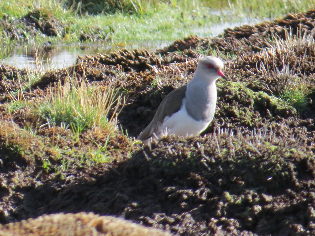 Andean Lapwing - ML647411906