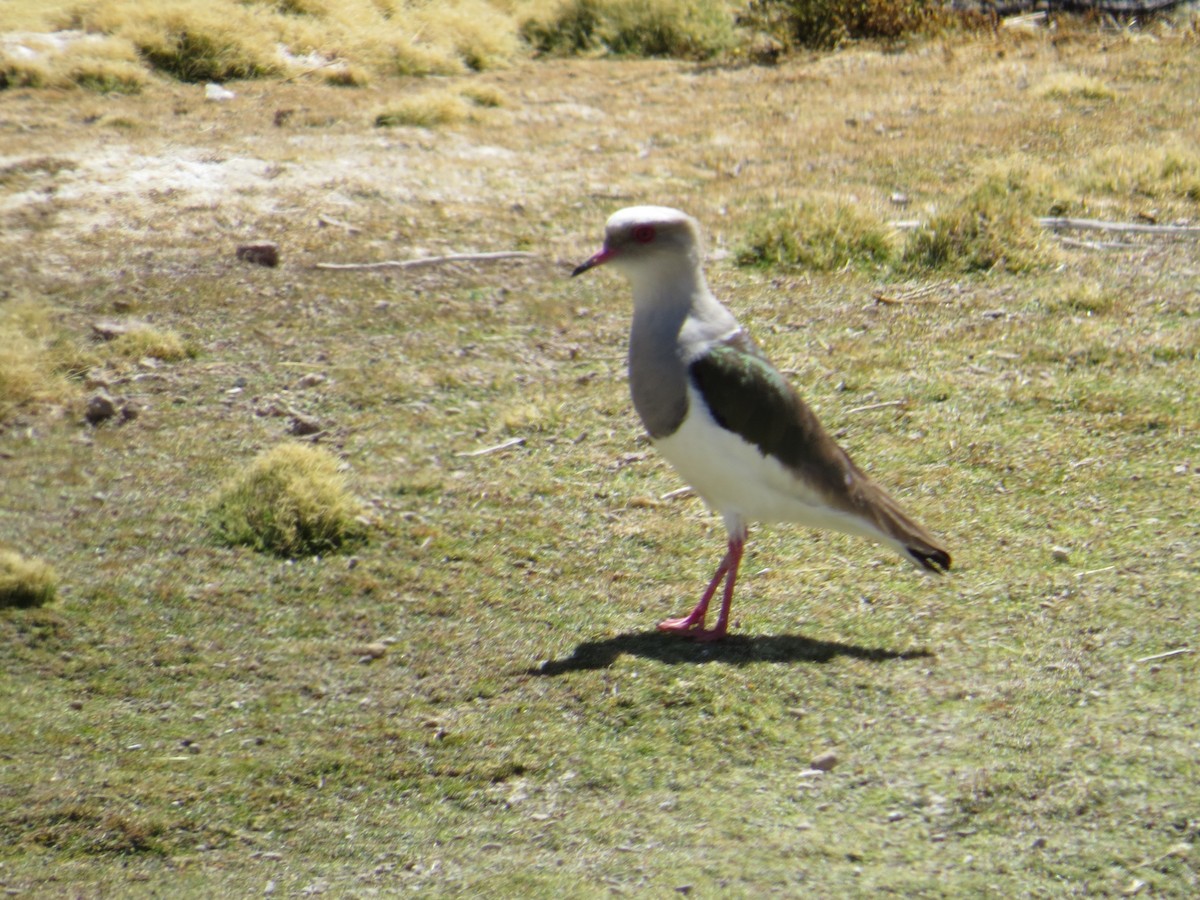Andean Lapwing - ML647411907