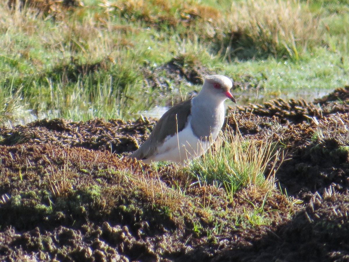 Andean Lapwing - ML647411908
