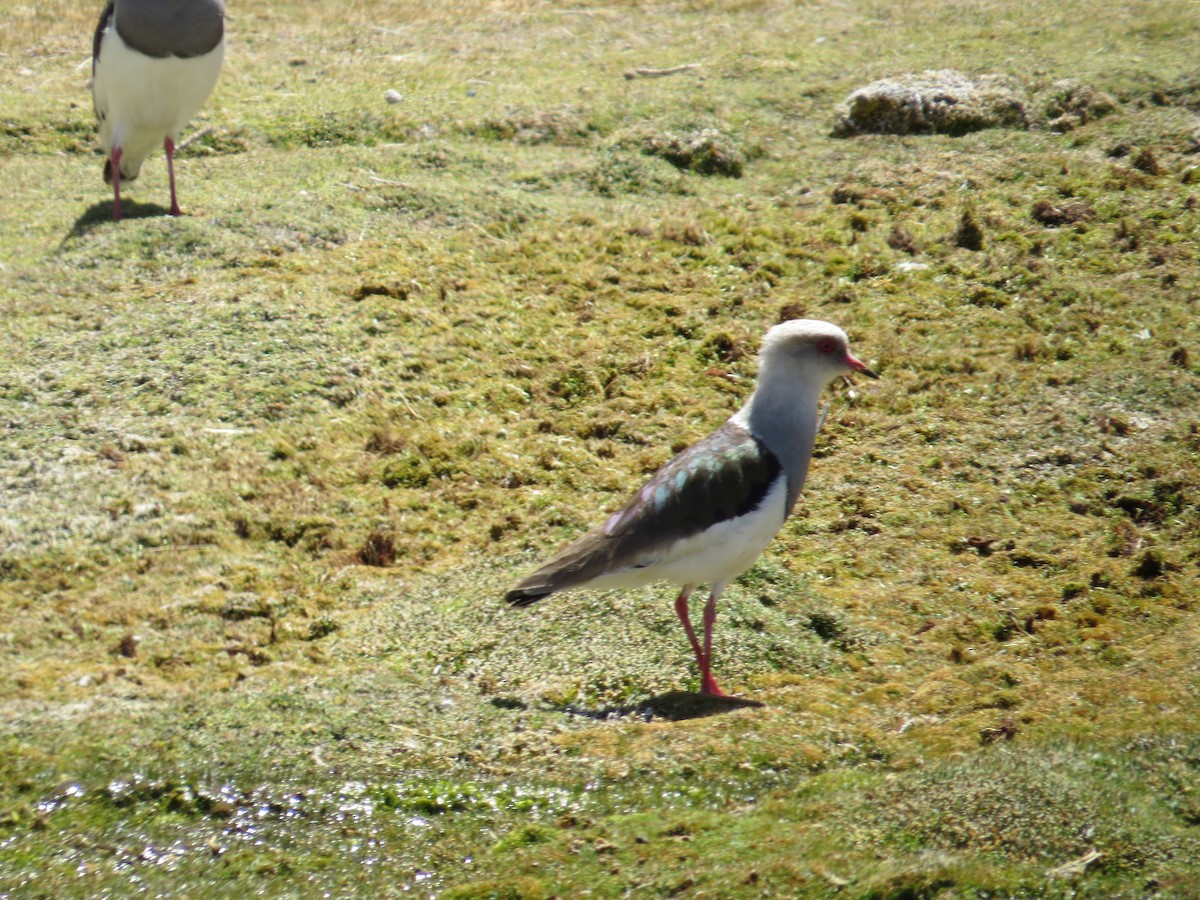 Andean Lapwing - ML647411909