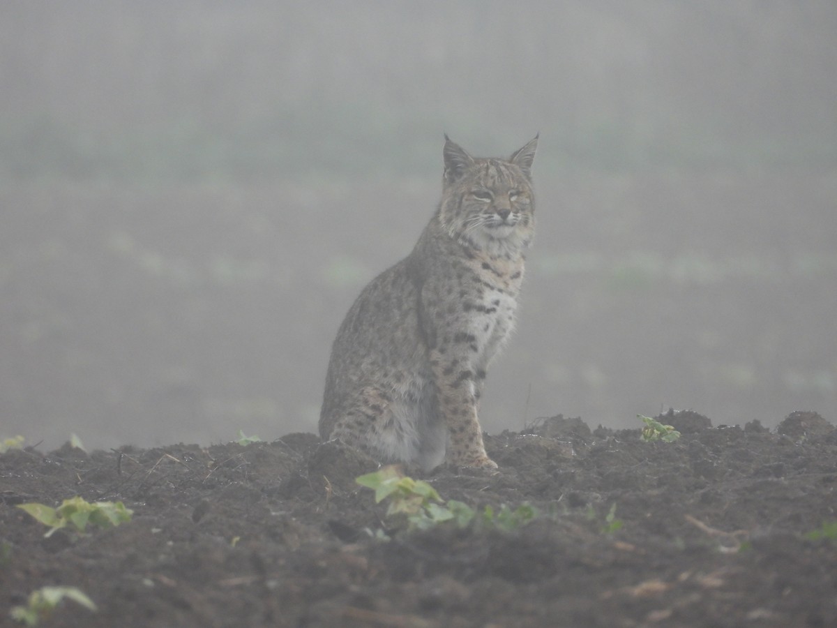 Animals - ML647411915